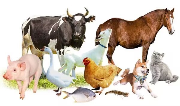 Livestock & Poultry