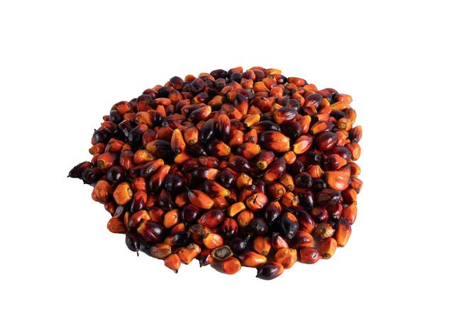 Banga - Palm Fruit